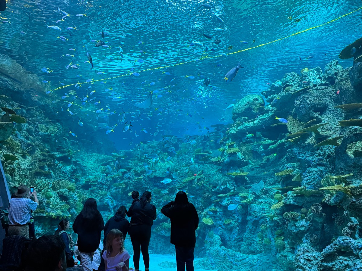 Visiting Seattle Aquarium with&nbsp;family